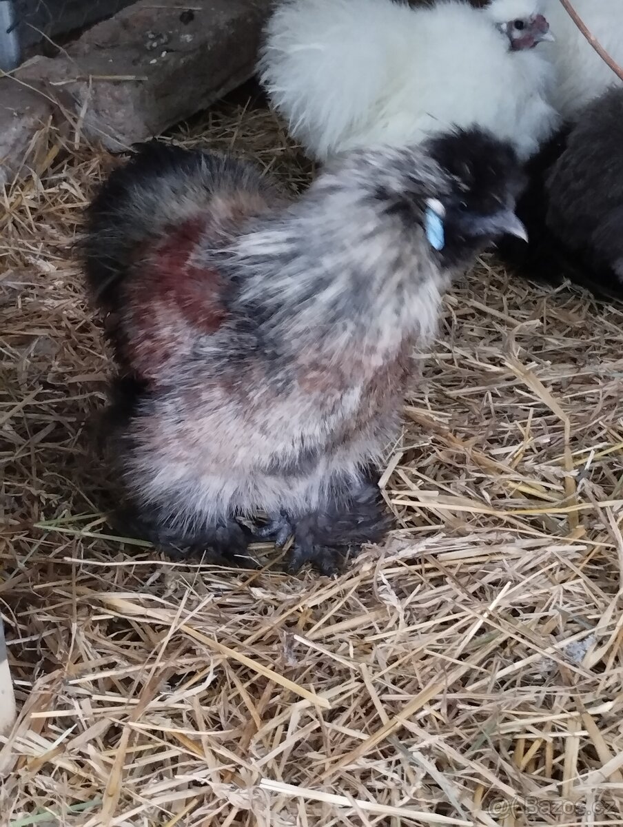 Kohouti hedvábničky - 4