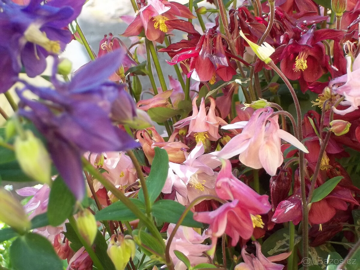 Orlíček květina - 4