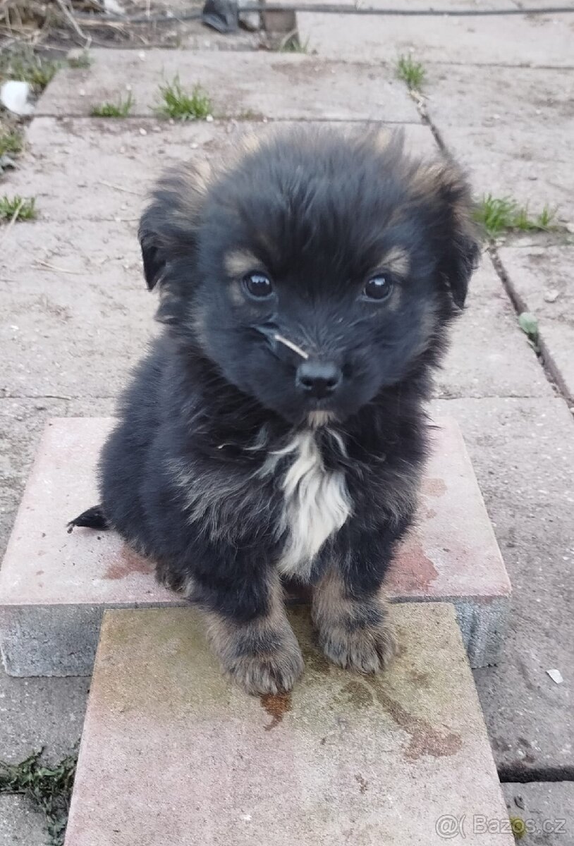 Štěňata ořiška - 4