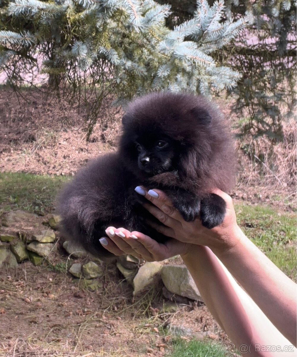 Pomeranian - 4