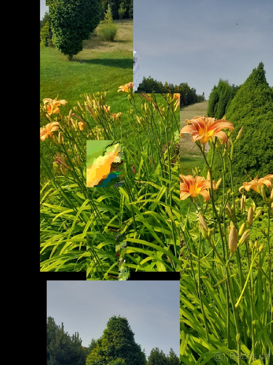 Bergenie, skalničky - 4