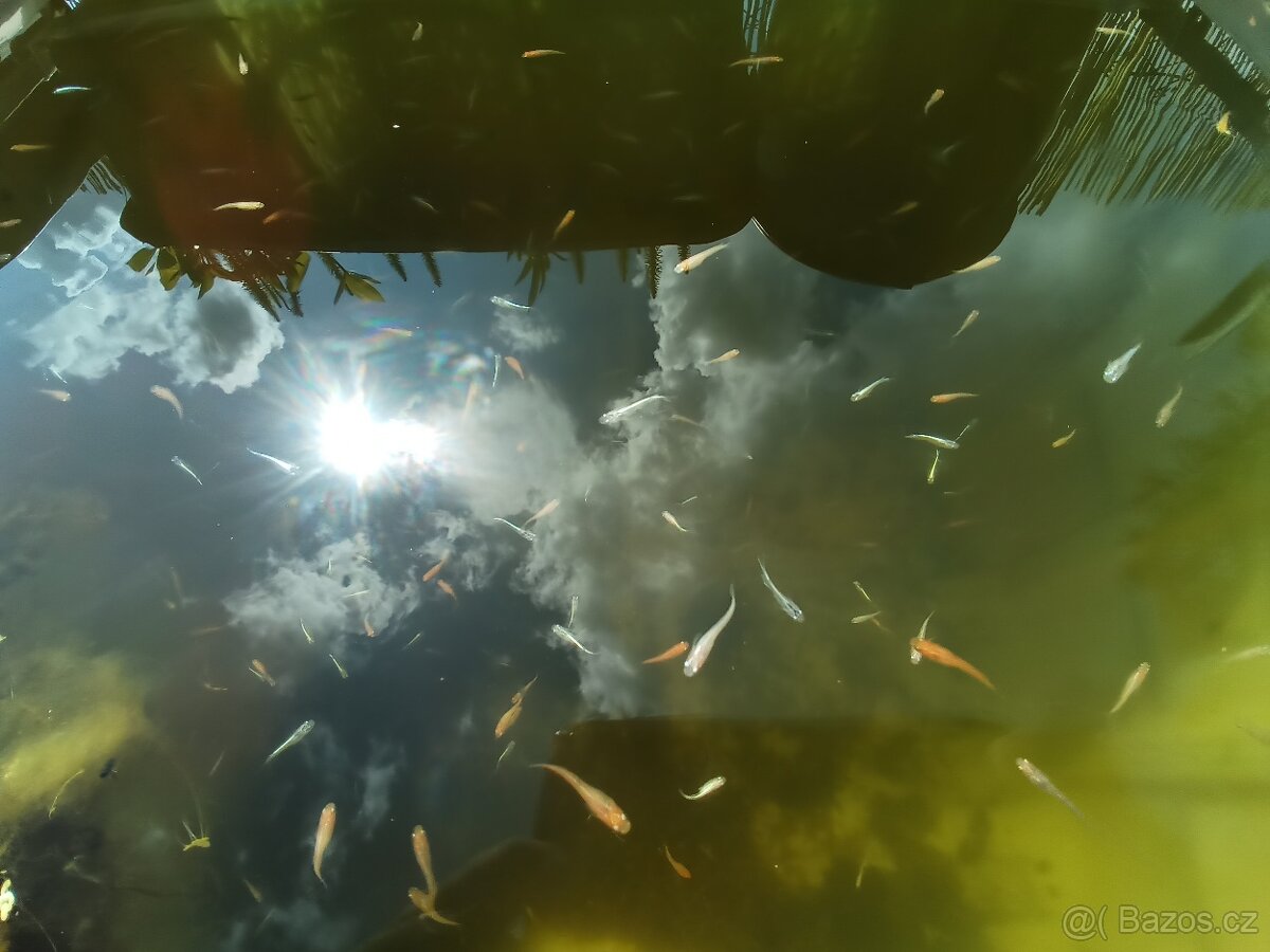 Medaka japonská,Oryzias latipes, Rýžová ryba - 4