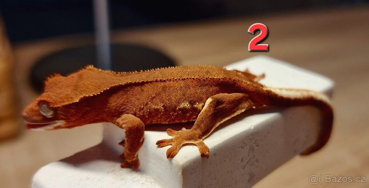 Pagekon řasnatý - 4