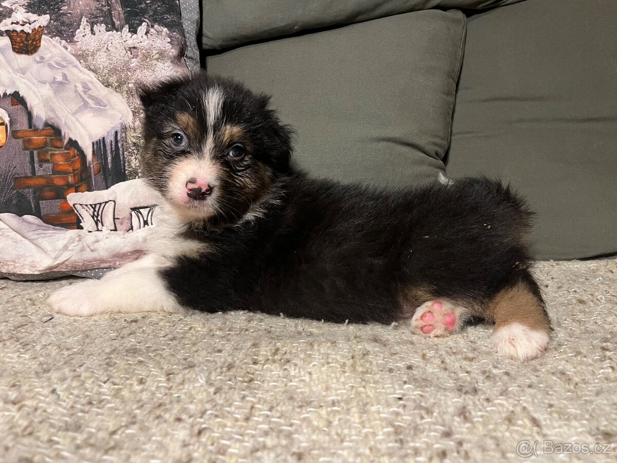 Australský ovčák štěňata s PP - 4
