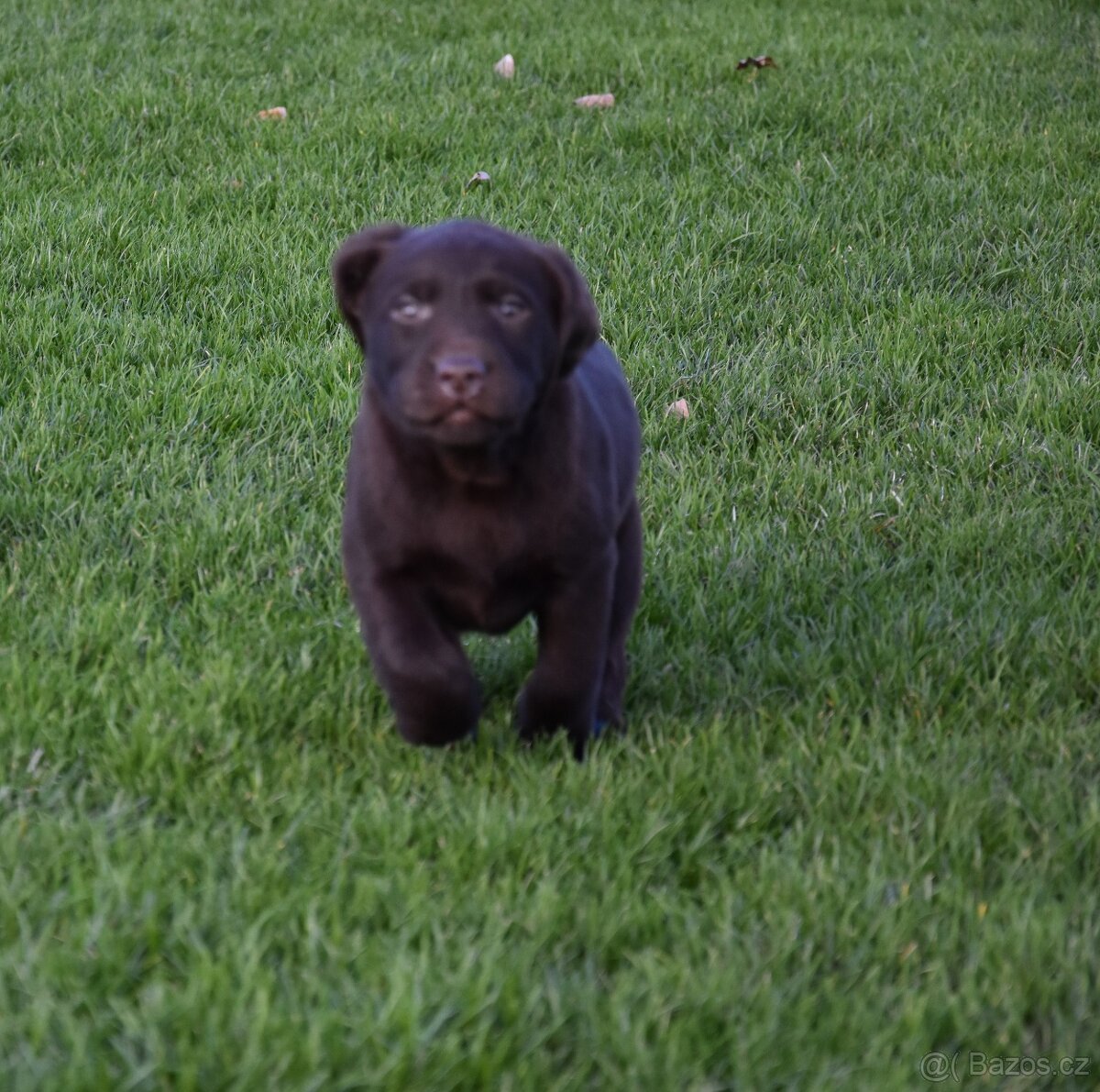 Labradorsky retrivr čistokrevný - 4