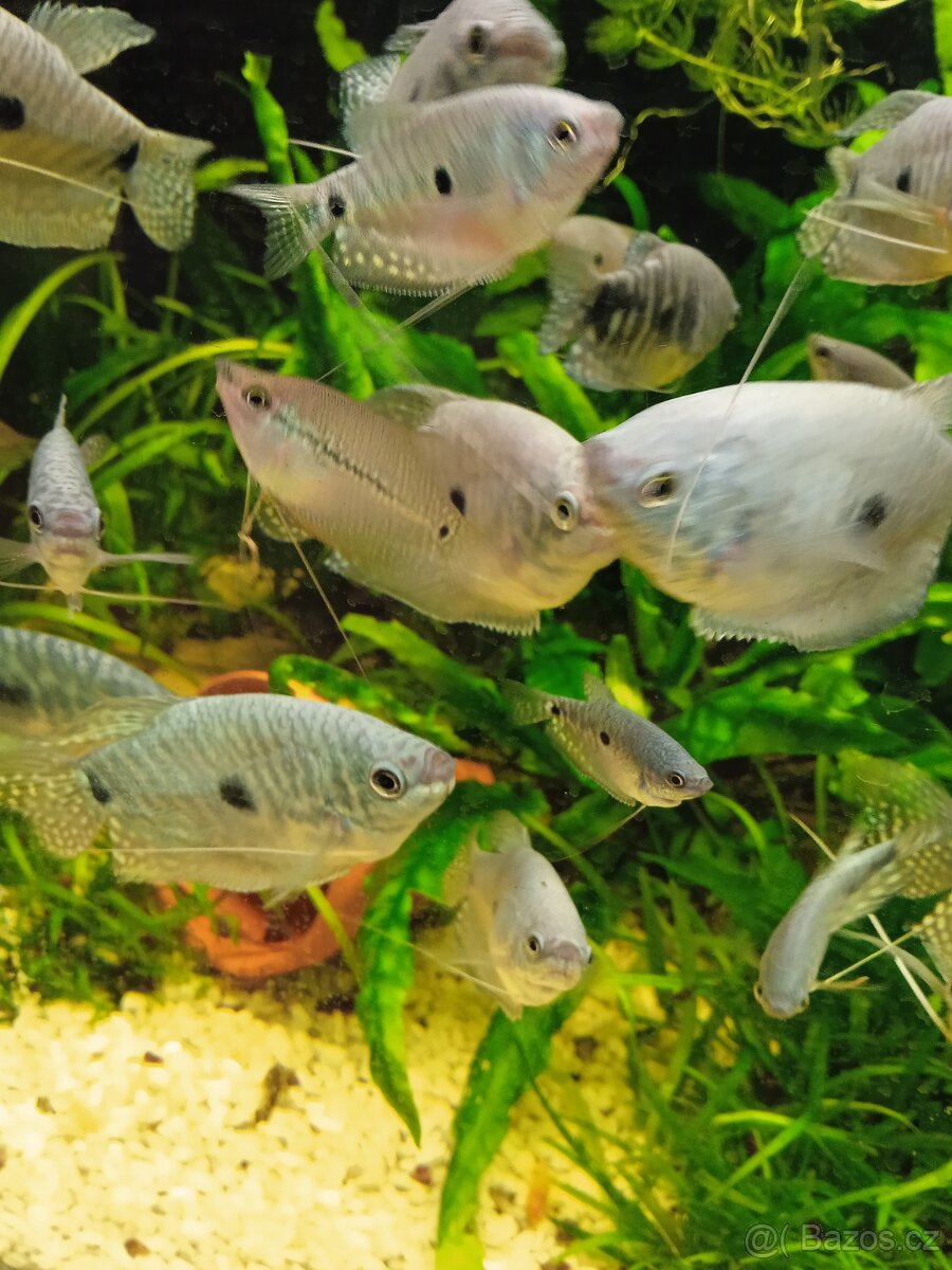 Čichavci modrý,perleťový,zlaty - 4