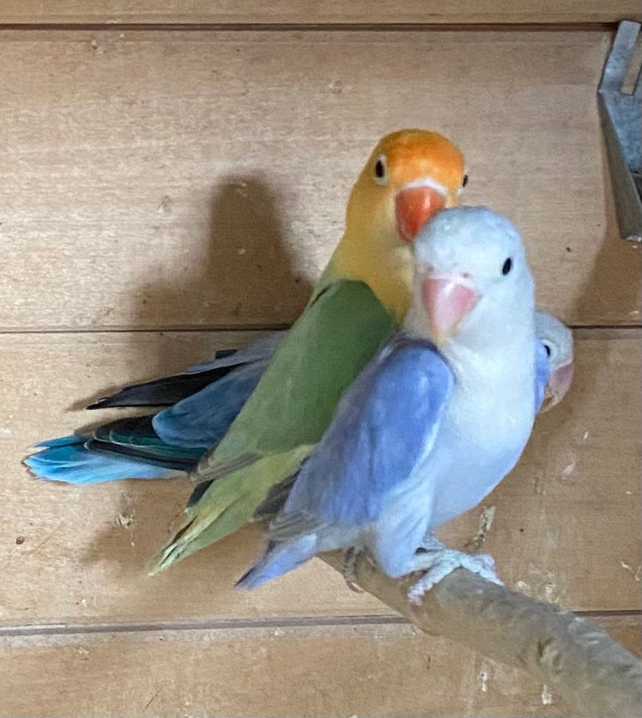 Agapornis Fischeri Dilute - 4