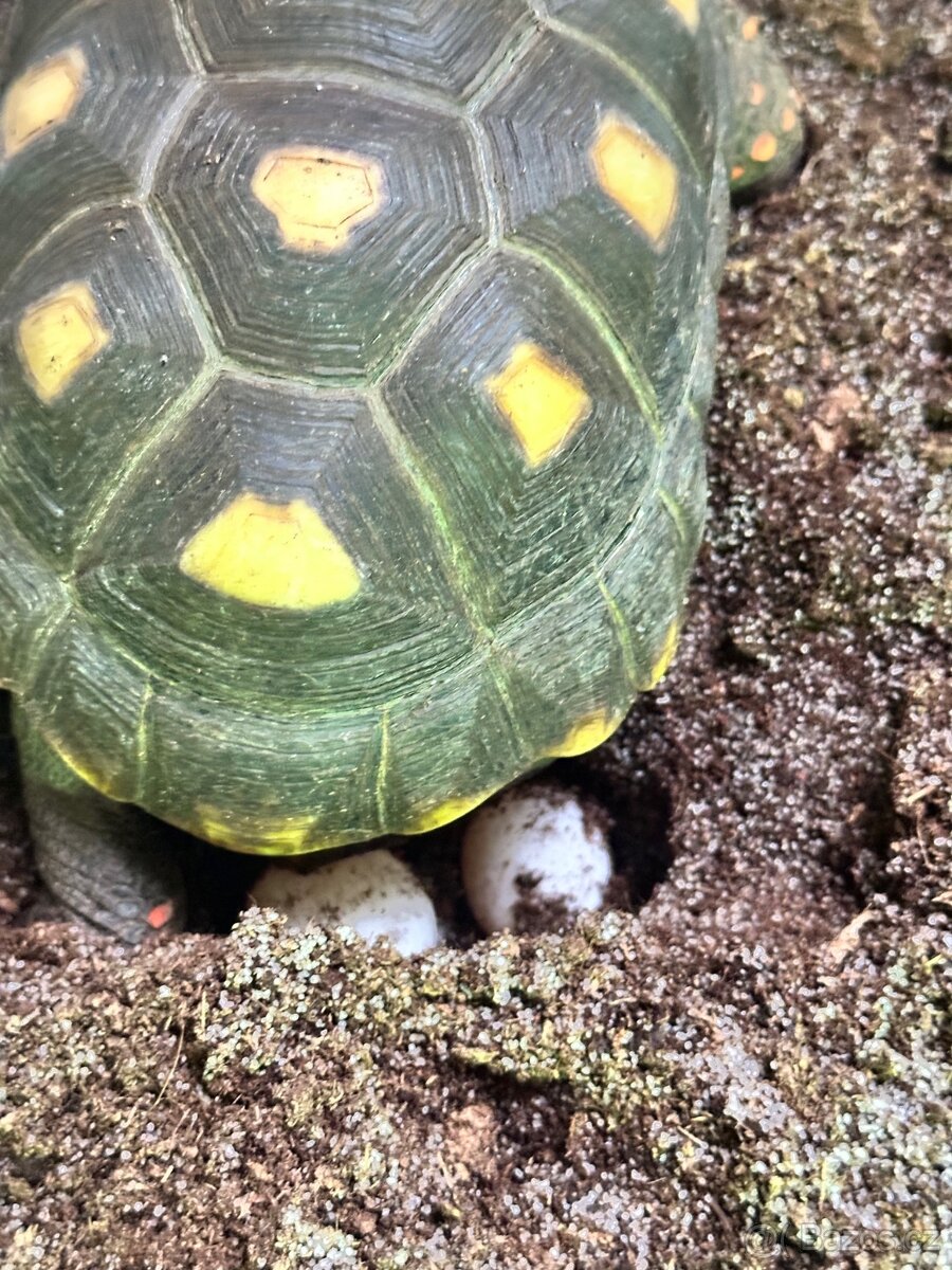 želva uhlířská Geochelone carbonaria - 4