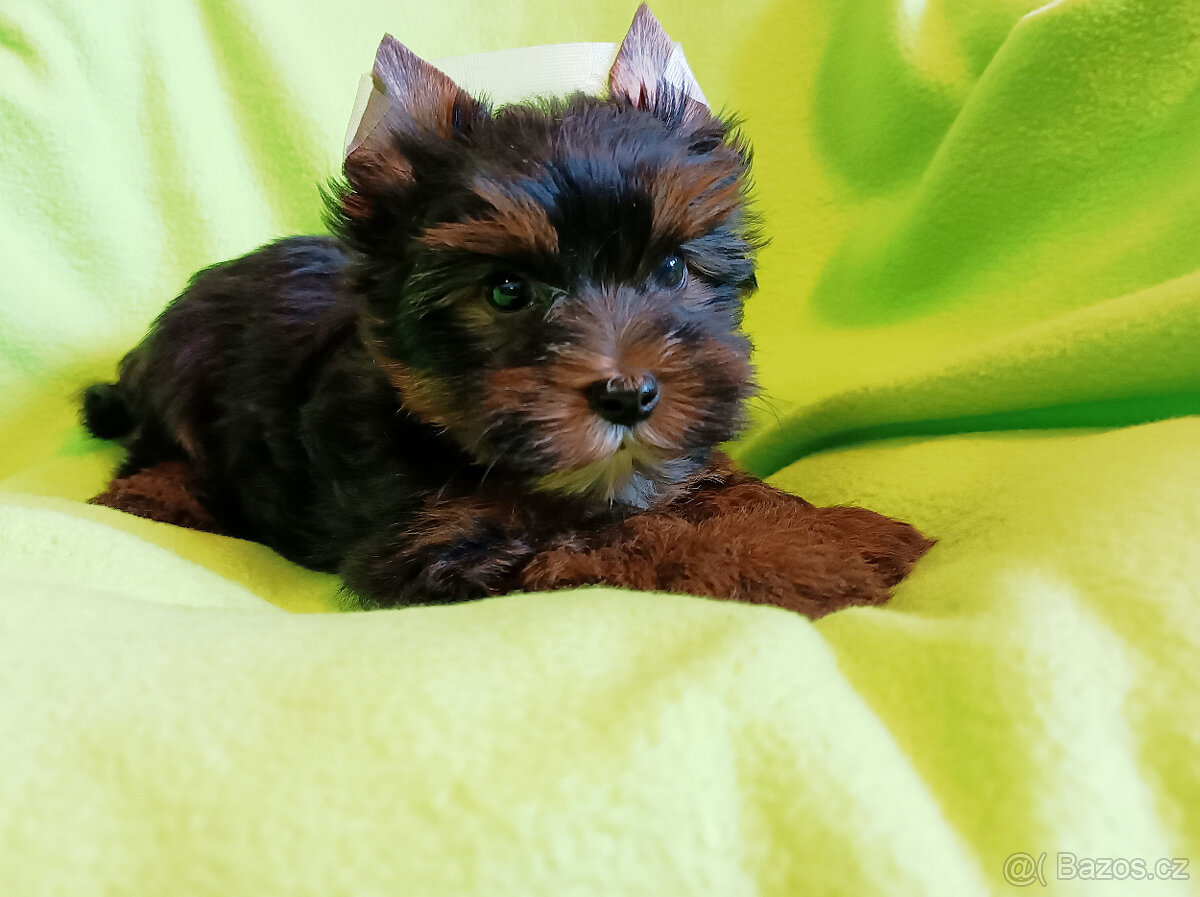 Jorkšírský teriér - pejsci - 4