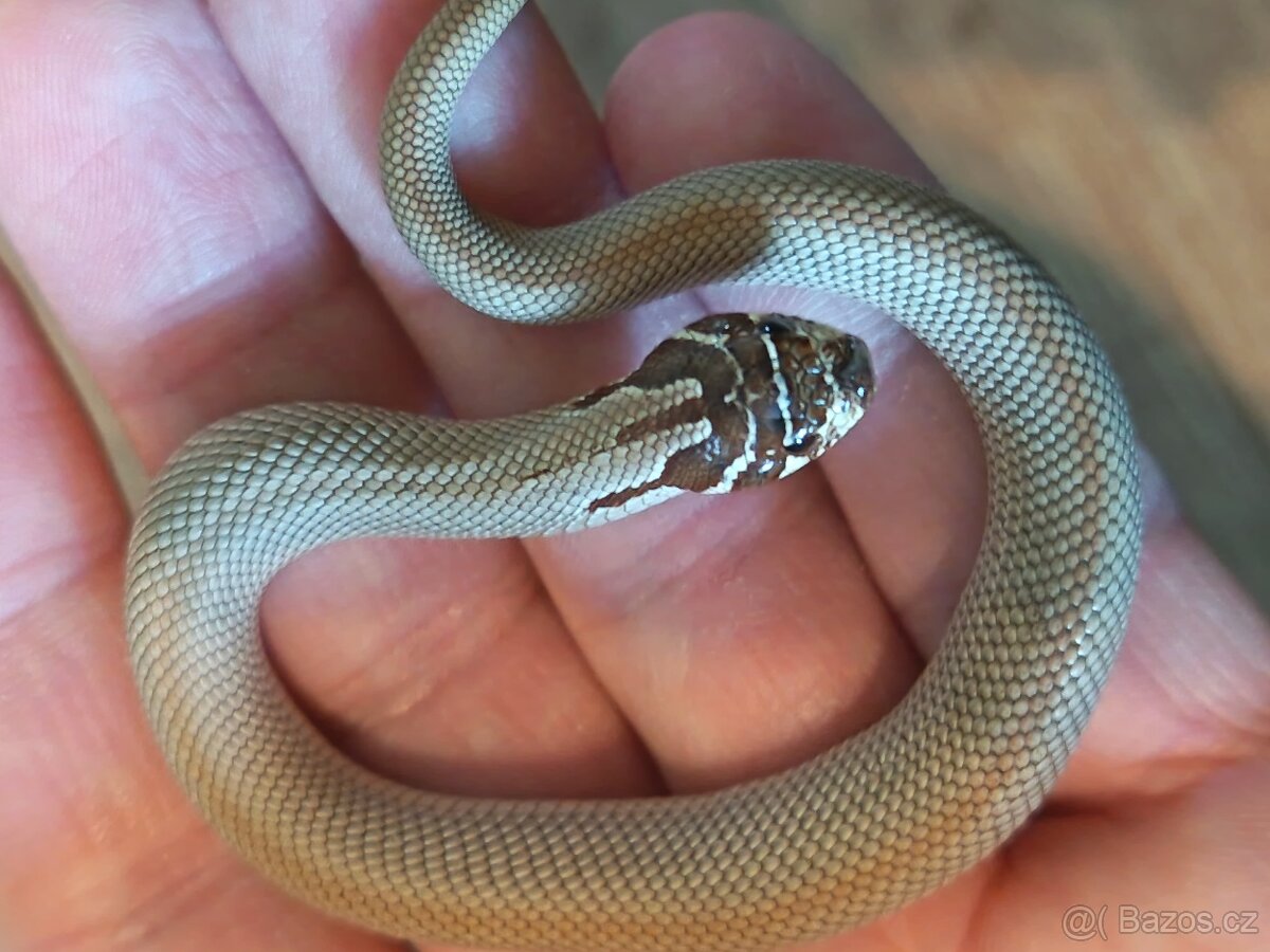 Heterodon nosatý - mláďata 2025 - 4