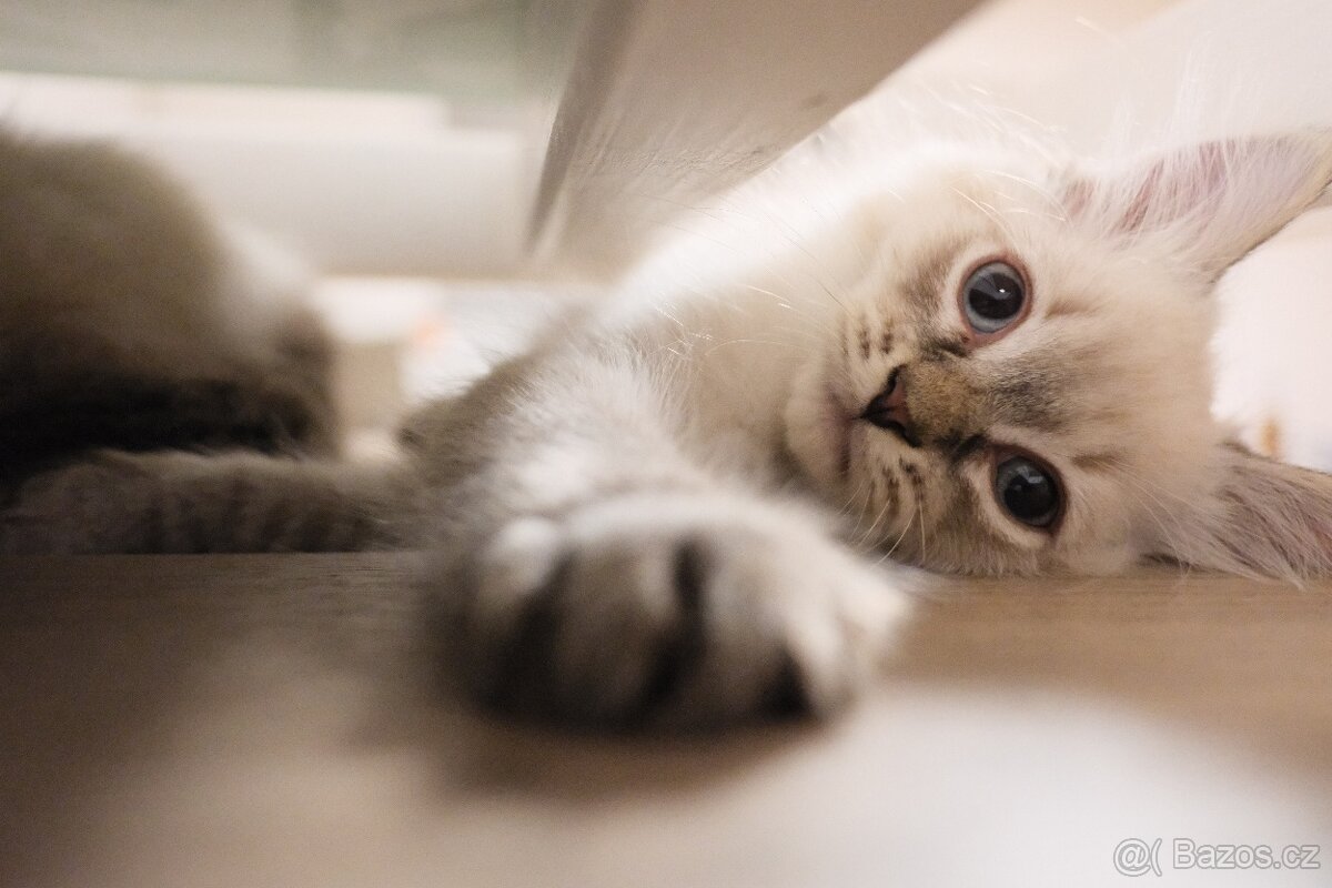 SIBIŘSKÁ KOČKA - NĚVSKÁ MAŠKARÁDA - 4