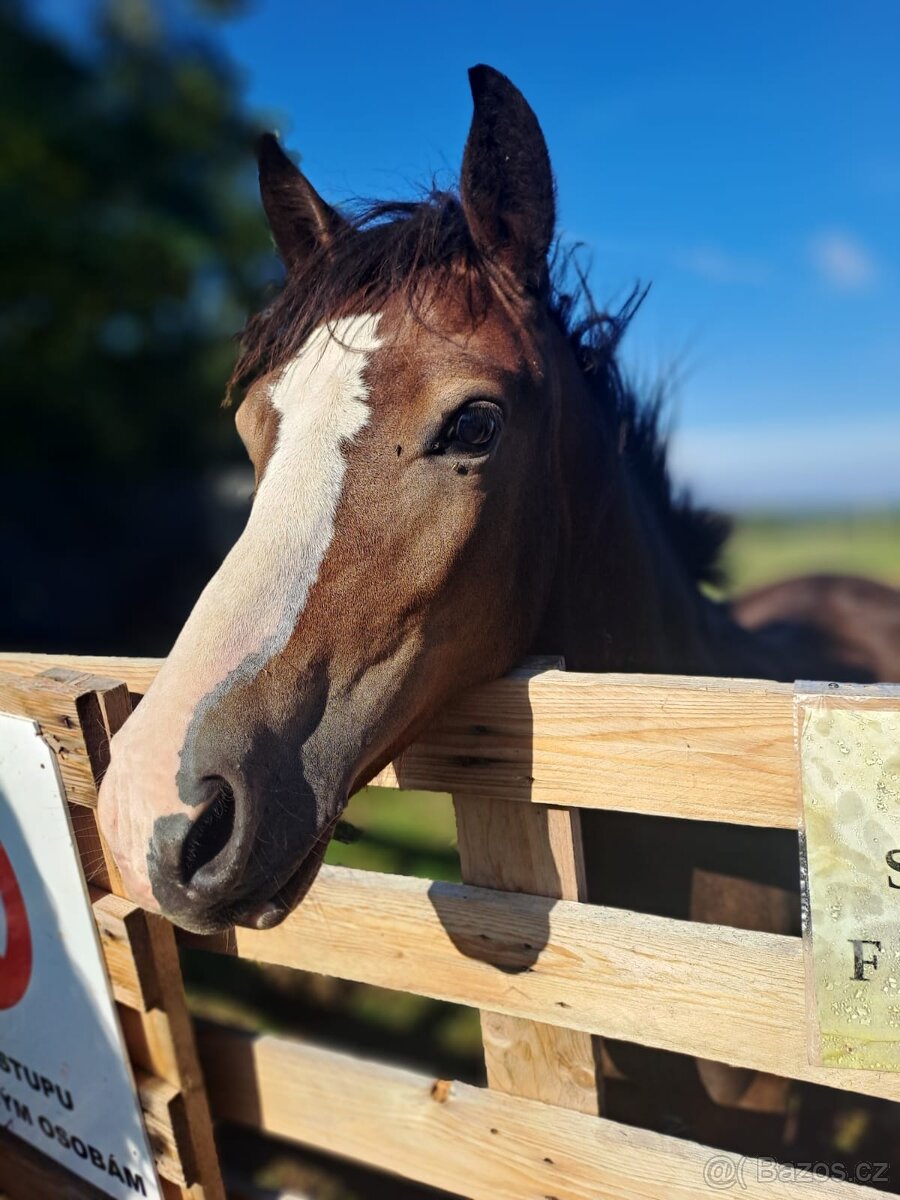 Prodám Welsh padr bret - 4
