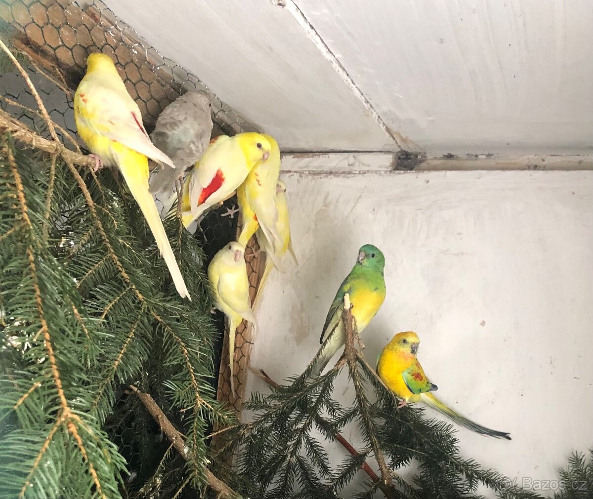 Prodam Papoušek zpěvavy - 4