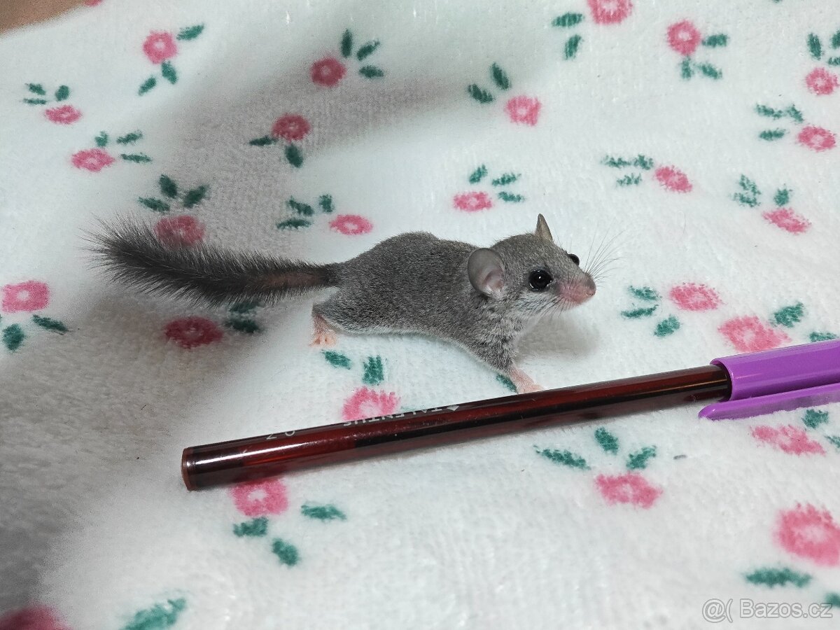 Plšík africký - 4