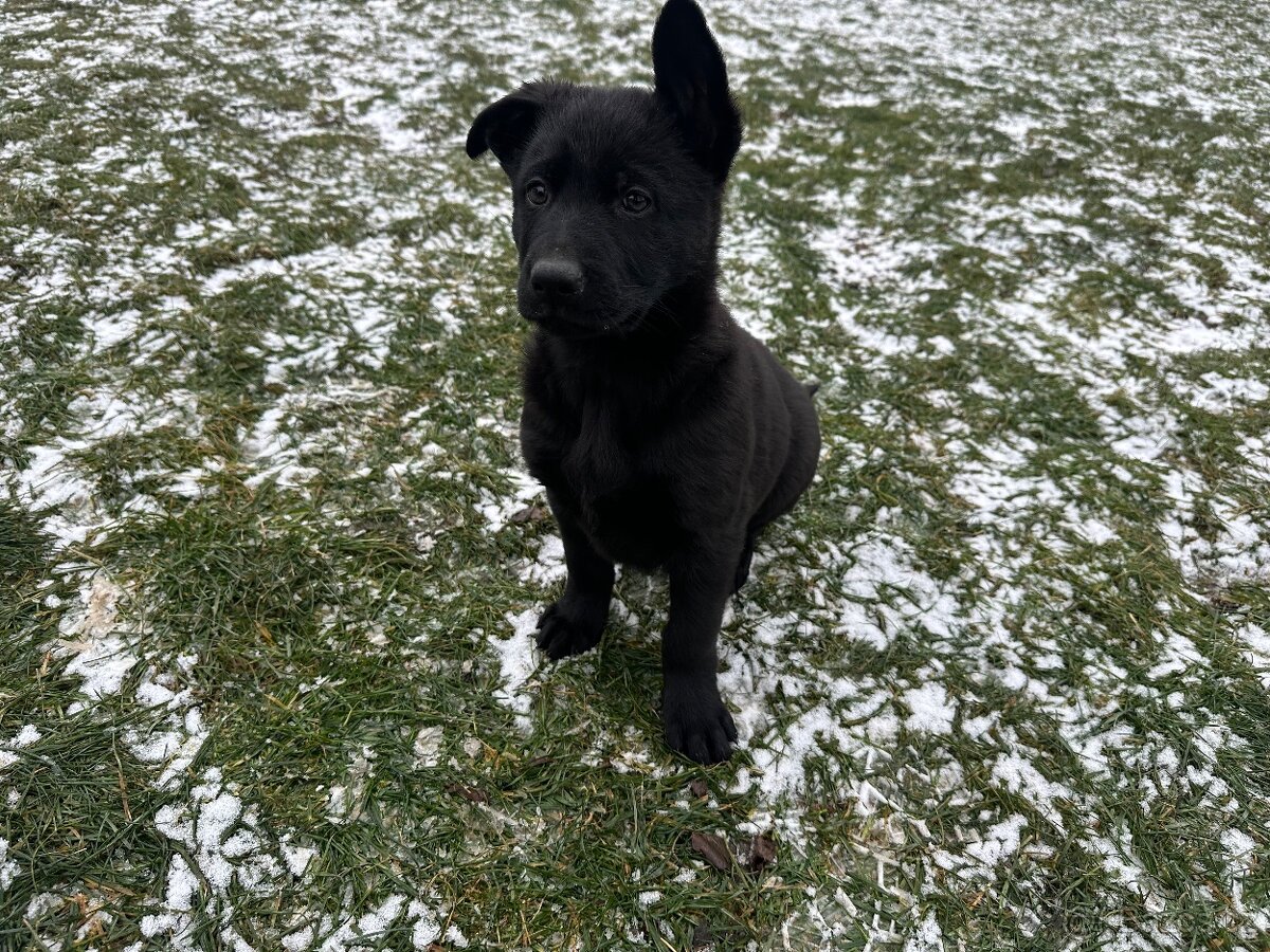 Německý ovčák - štěňatas PP - 4