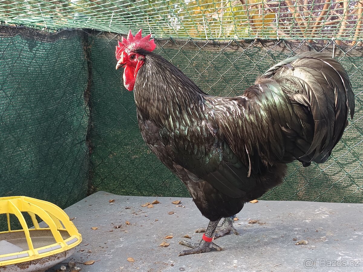 Kohouti Australka velká - 4