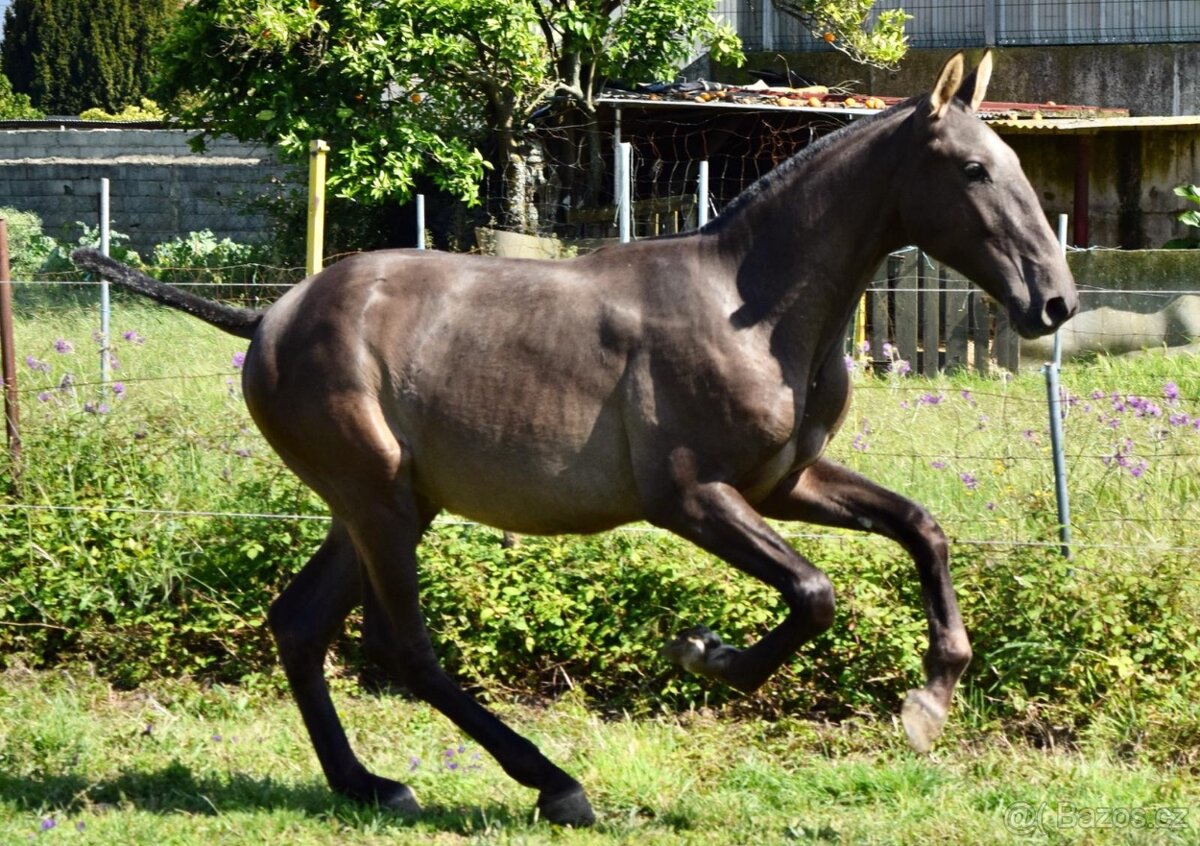 Puro Sangue Lusitano - roční hřebeček po Miura de Cais - 4