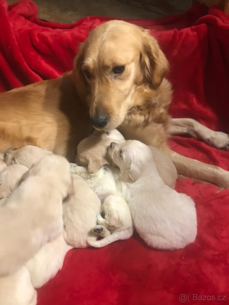 Štěňata Zlatý Retrivr - 4