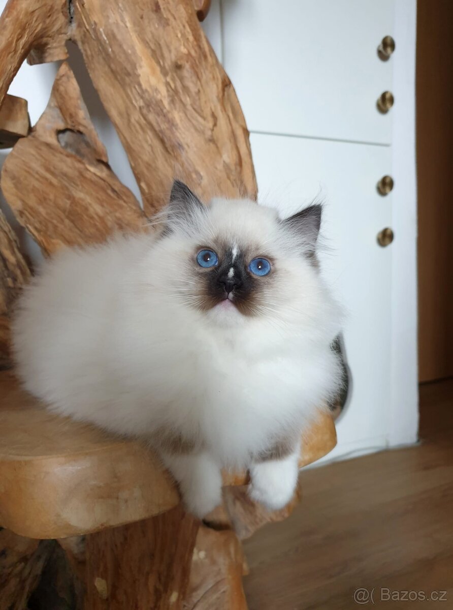 Ragdoll kocourek s PP - 4