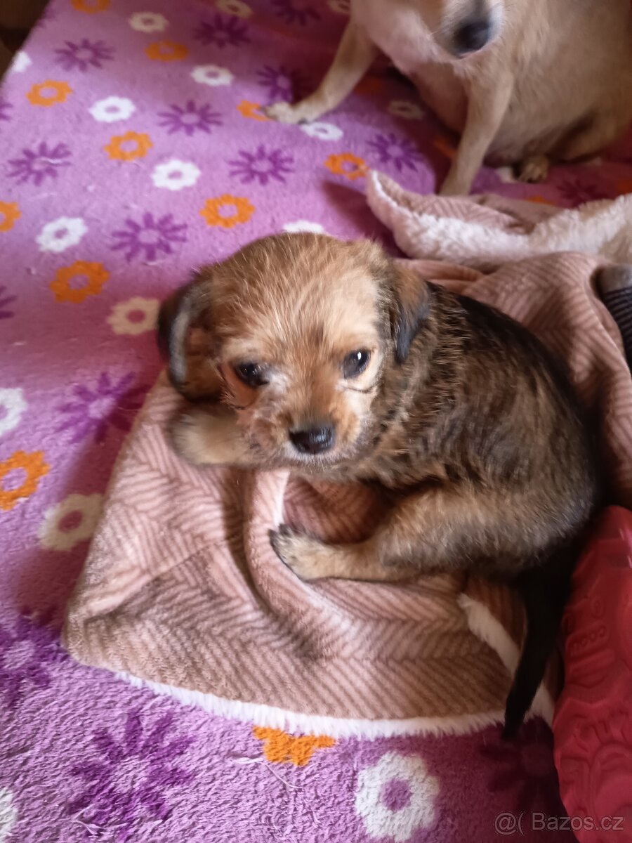Štěňata - 4