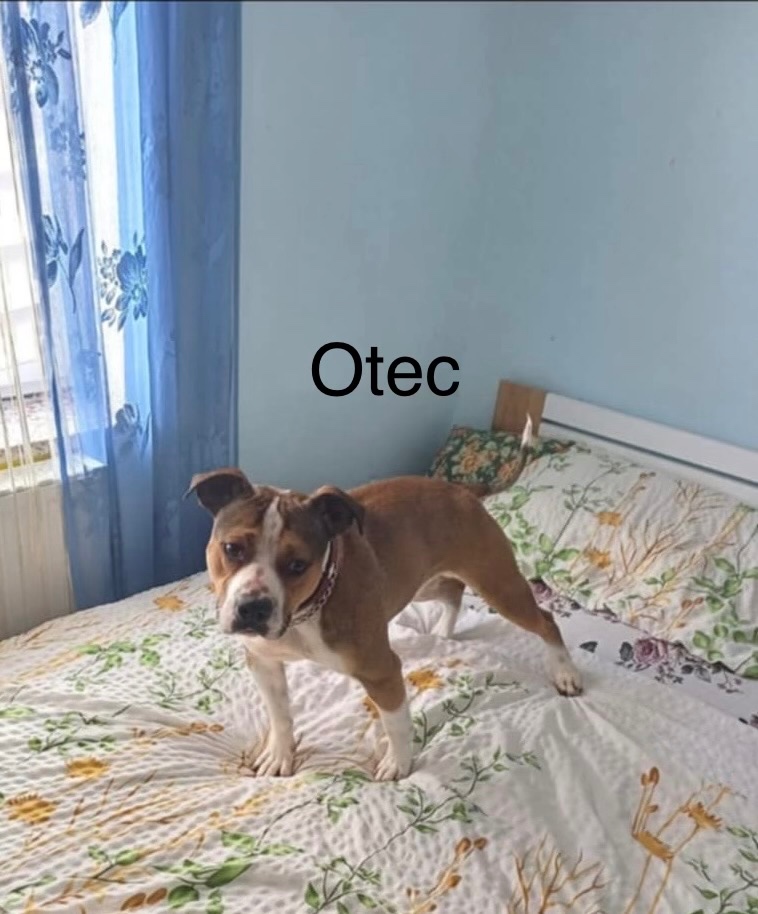 Americký Staford - 4