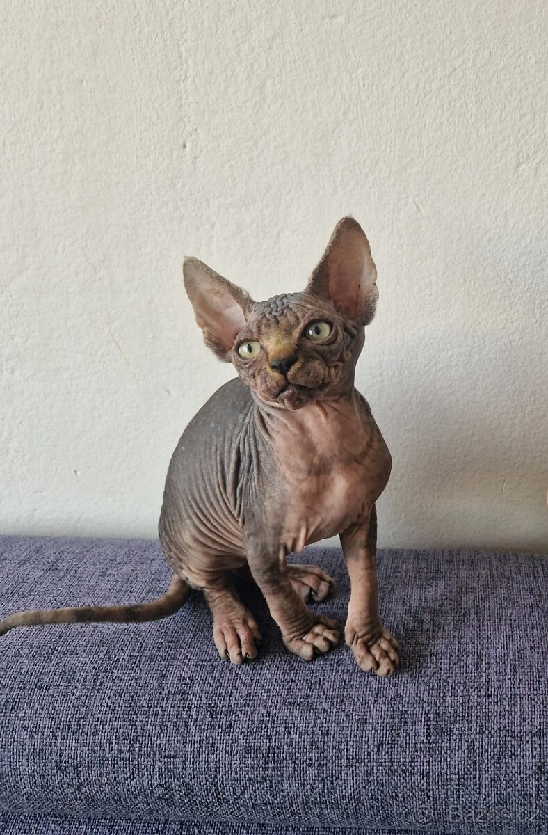 Kanadský sphynx bez PP - kluk - 4