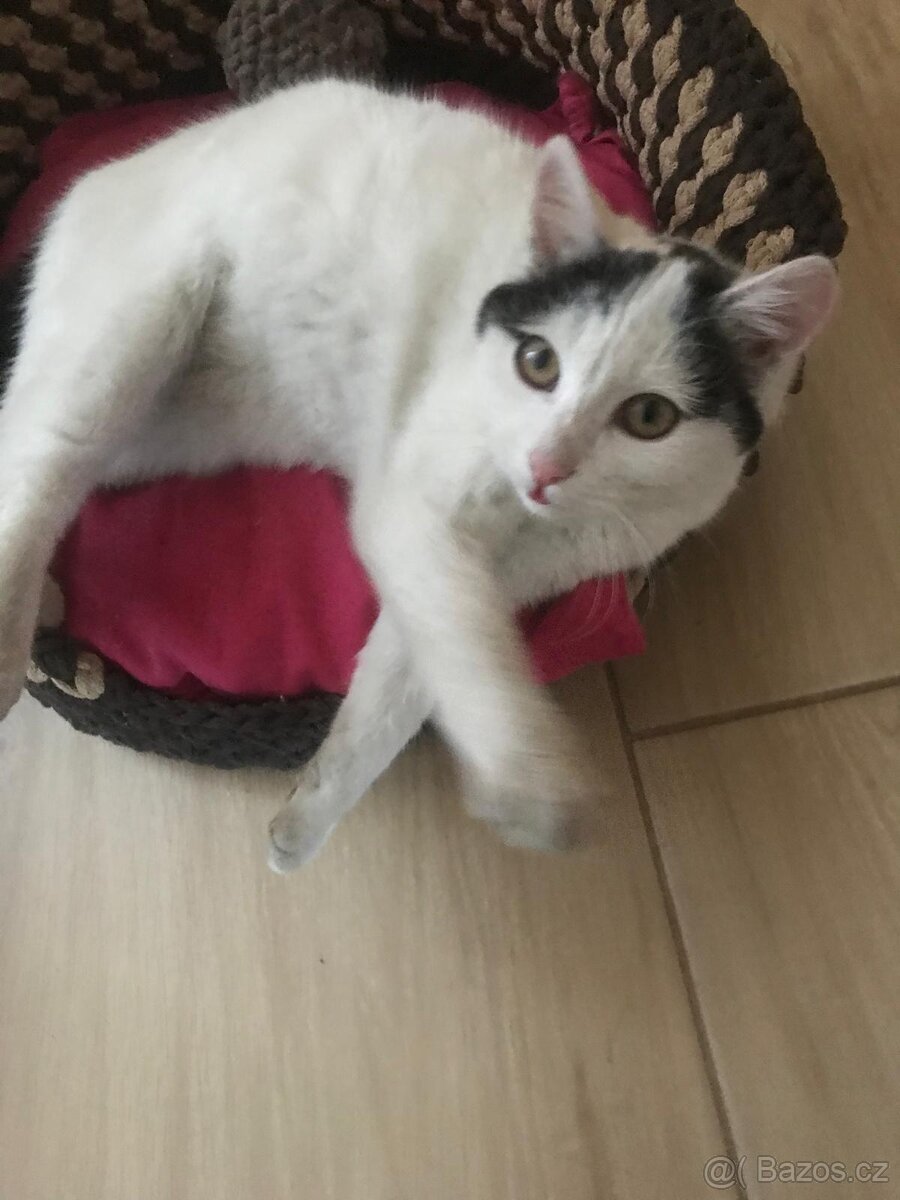 Daruji kotě - 4