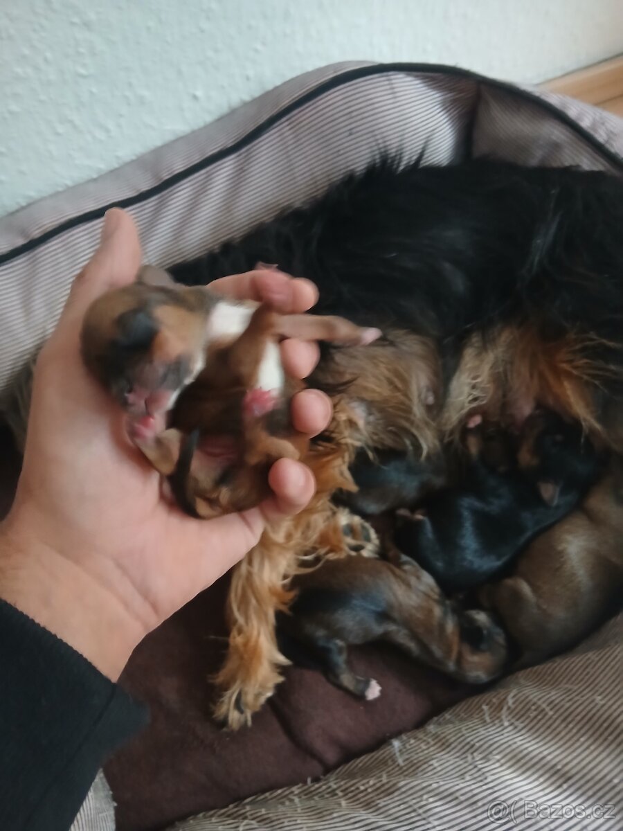 Do brden prodám ste natka joksira - 4