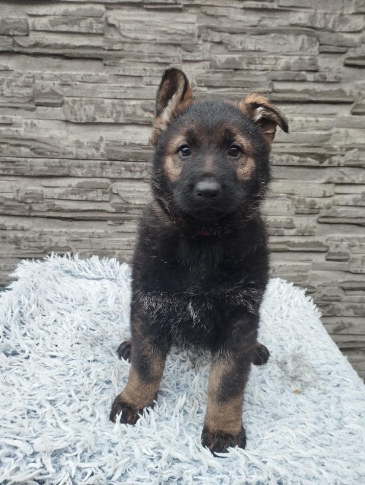 prodám štěně Německého ovčáka s PP - 4