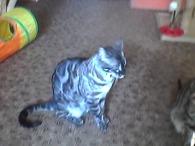 Bengálský kocourek s PP - 4