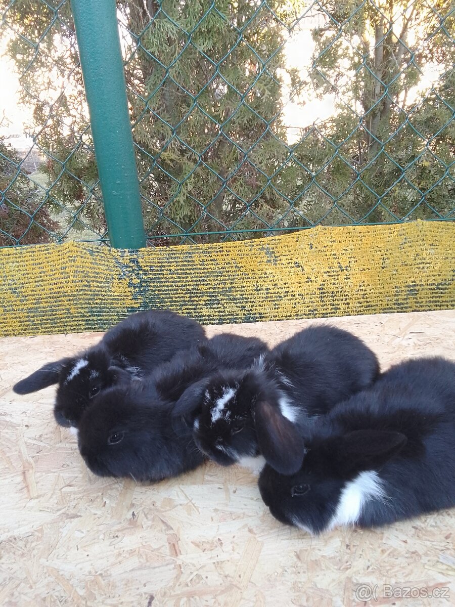 Králíčata zakrslých beránkú - 4