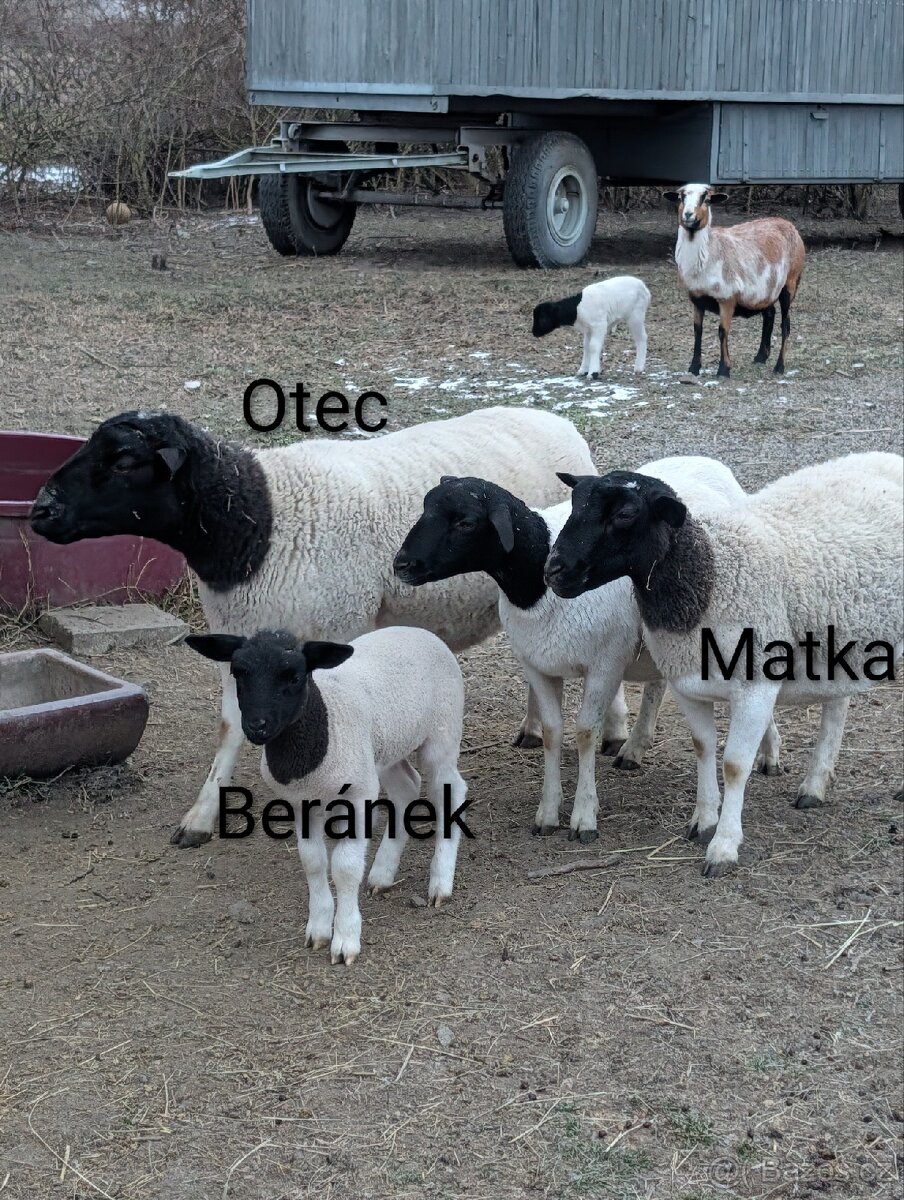 Dorper beran 100% (rezervovaný) - 4