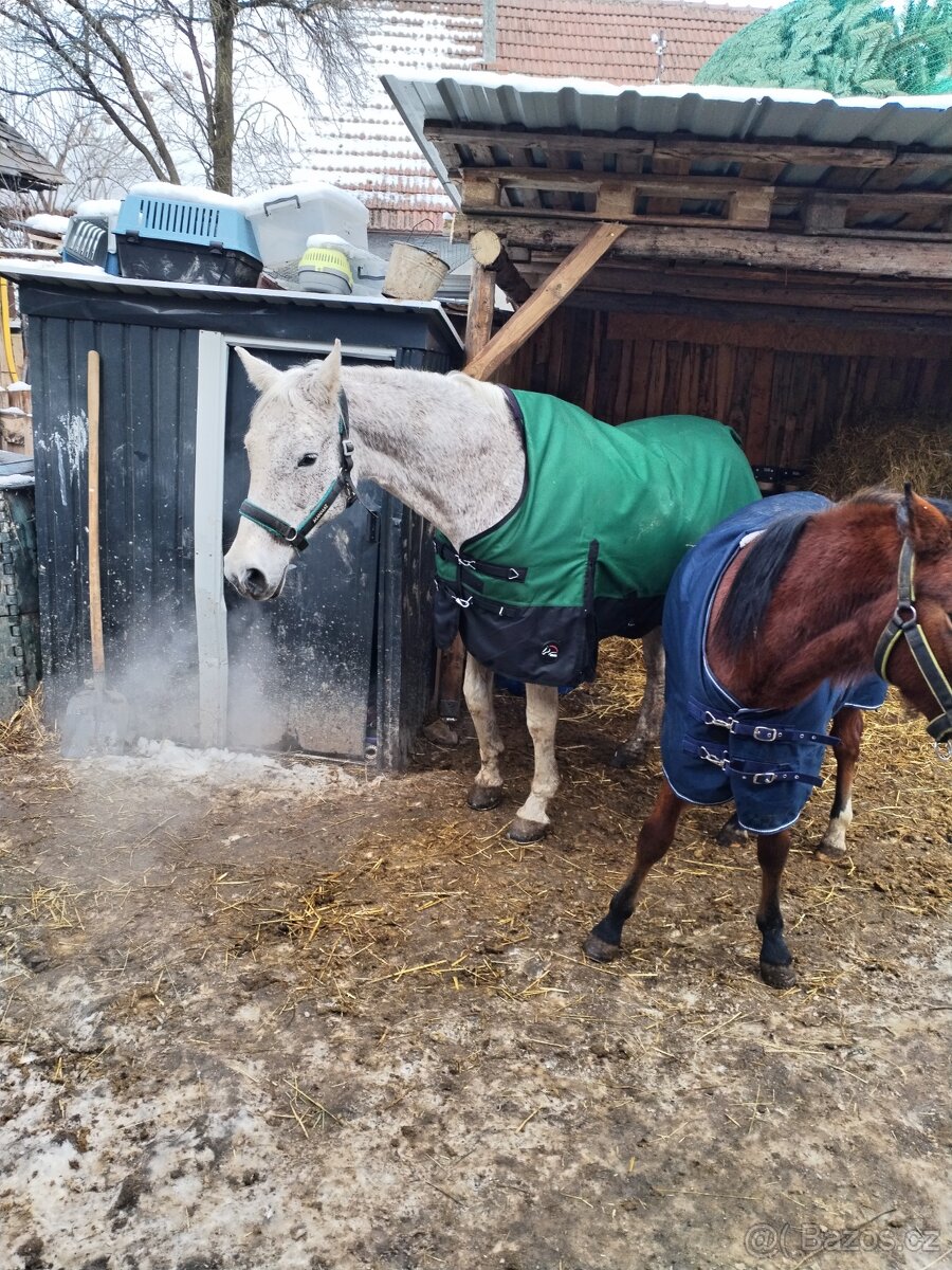 Shagia araba s pp - 4