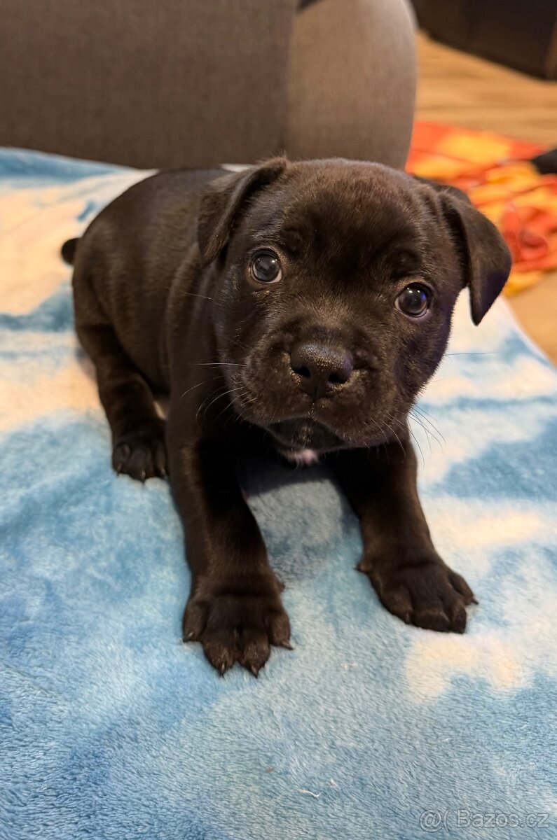 Stafordšírský Bulteriér - 4