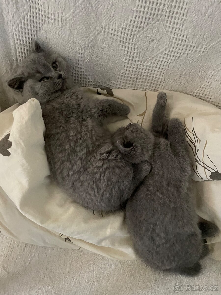 Britský modrý kocourek - 4