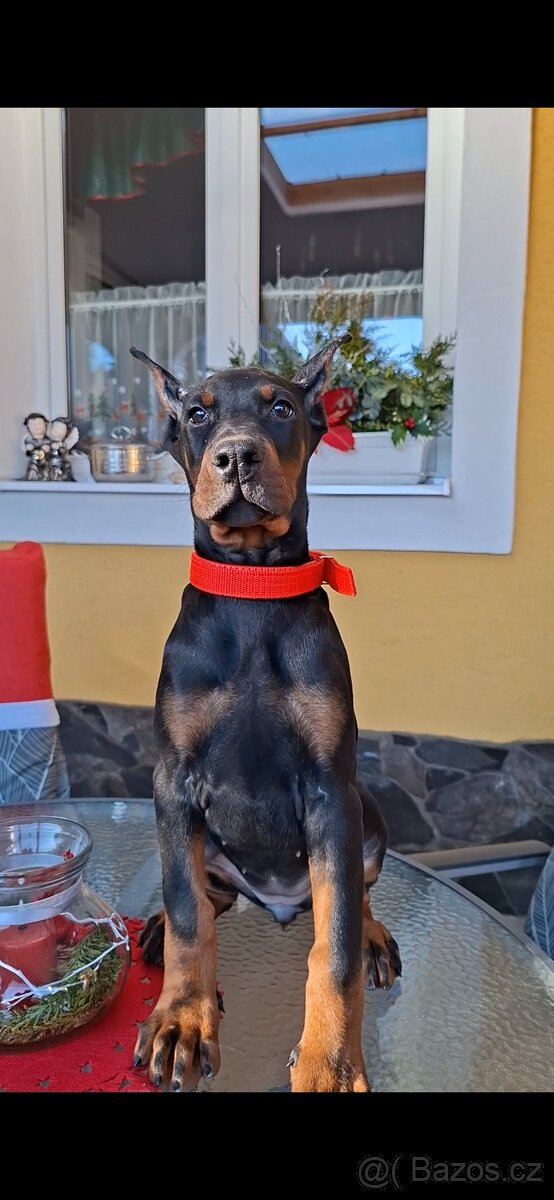 DOBRMAN Šteniatka s FCI P.P. - 4