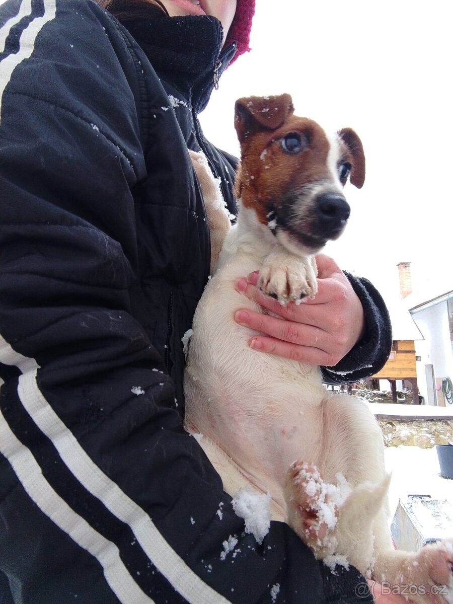 Foxteriér hladkosrstý - 4