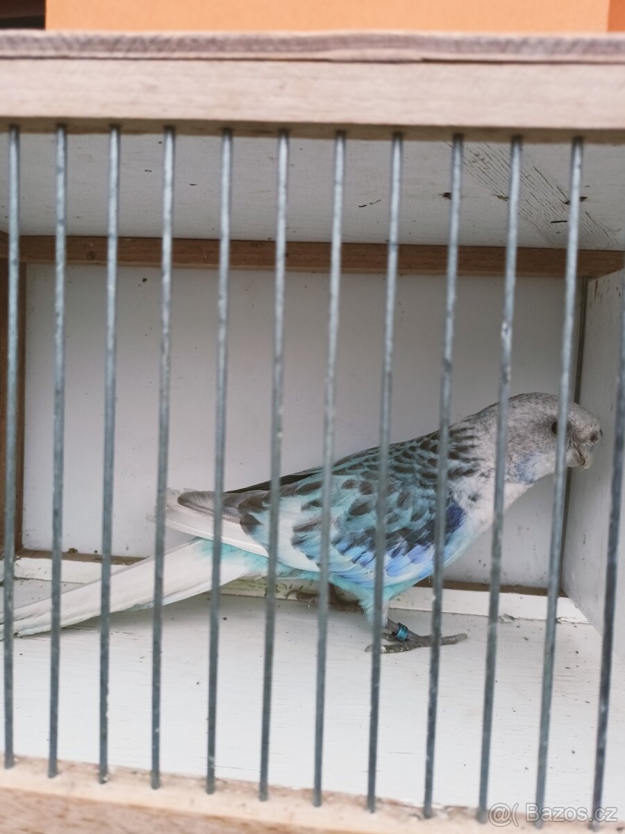 Rosela pestrá modrá pastelová - 4