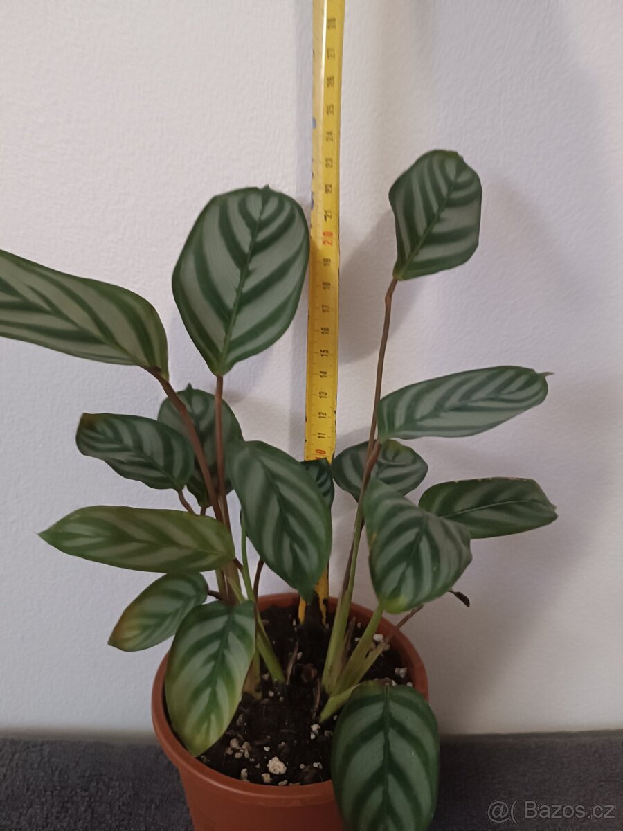 Pokojové rostliny - 4