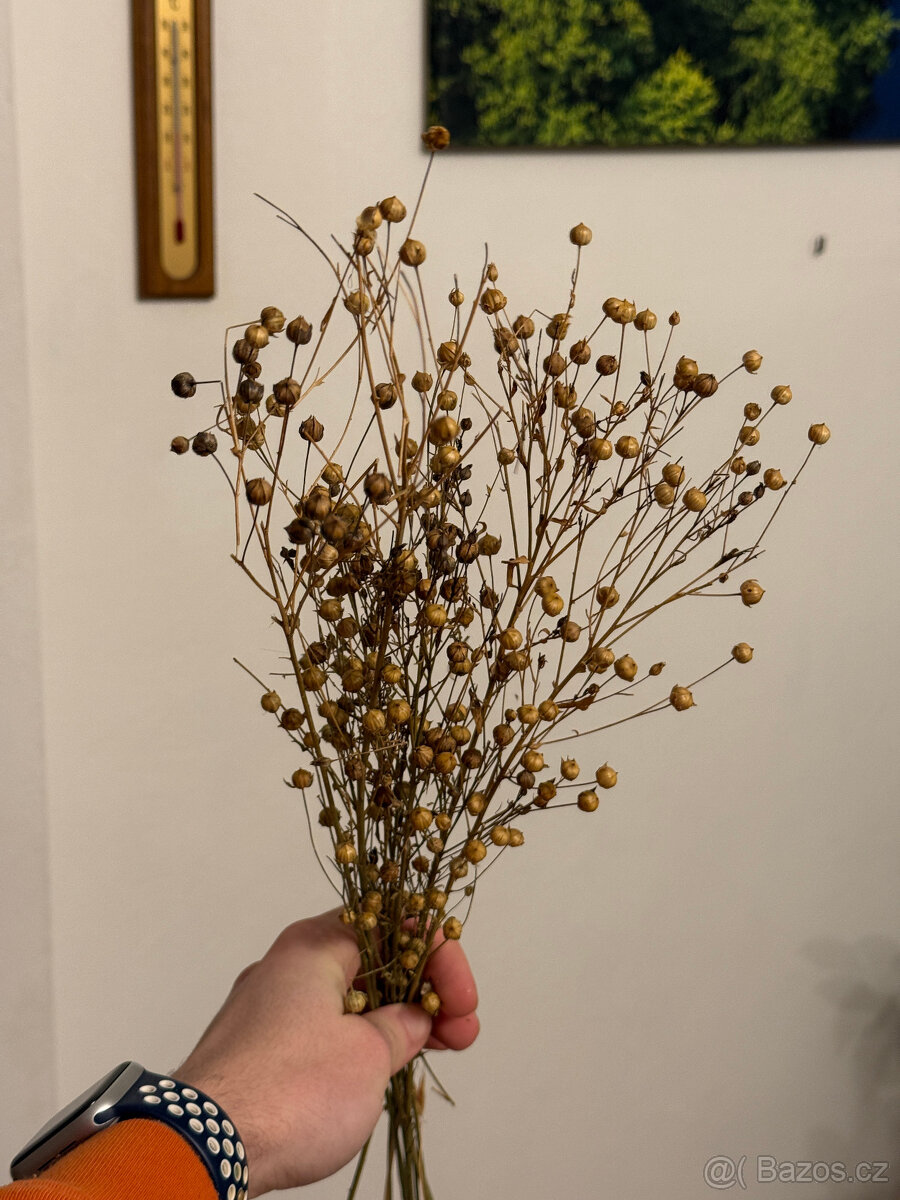 Okrasné trávy - 4