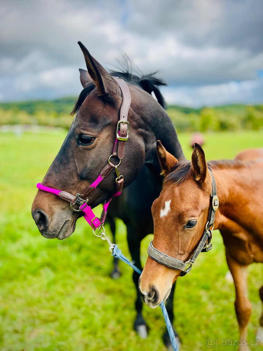 Krásná kobylka do chovu - 4