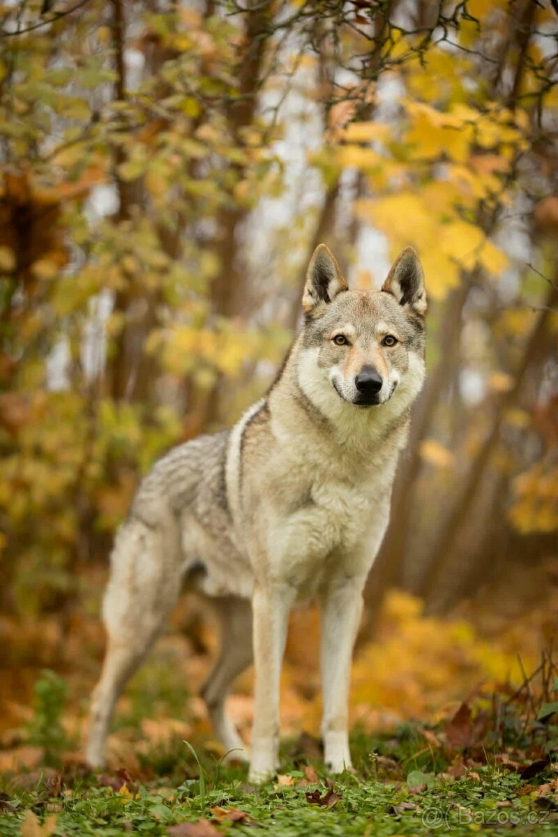 Československý vlčák s PP - 4