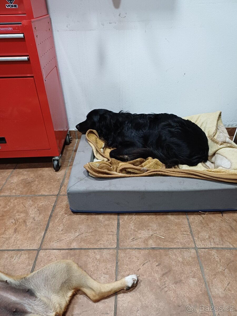 Darujeme psíka - 4