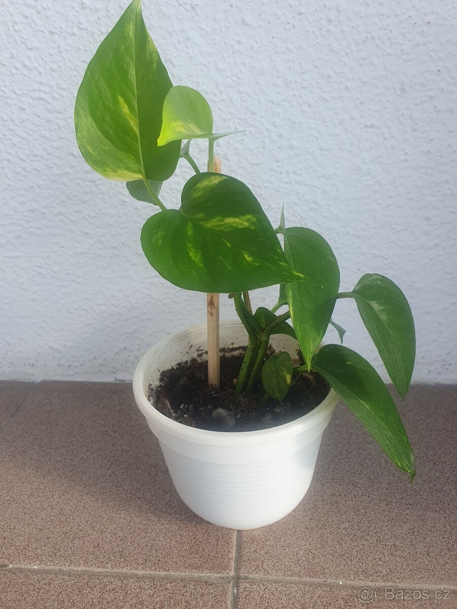 Scindapsus, Potos - 4