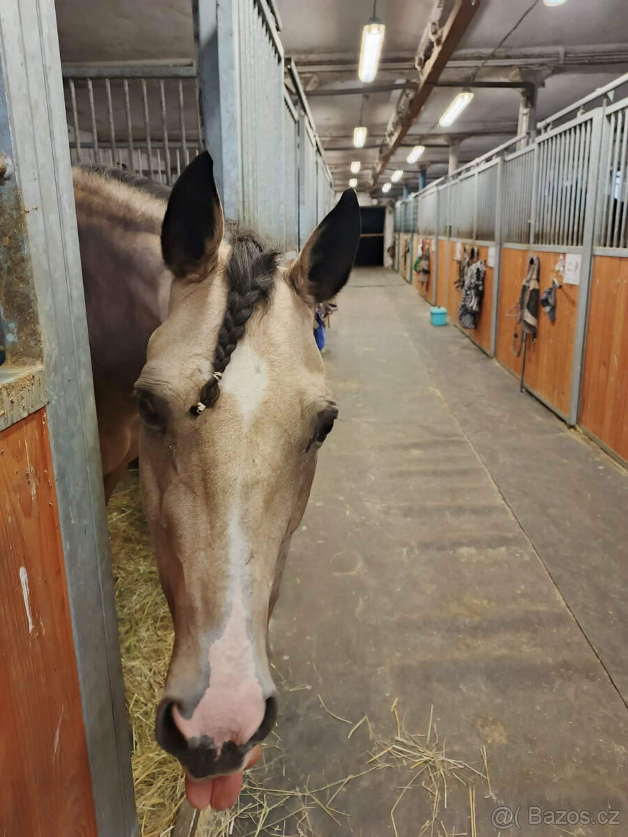 BOXOVÉ USTÁJENÍ PETROVICE / Blansko - 4