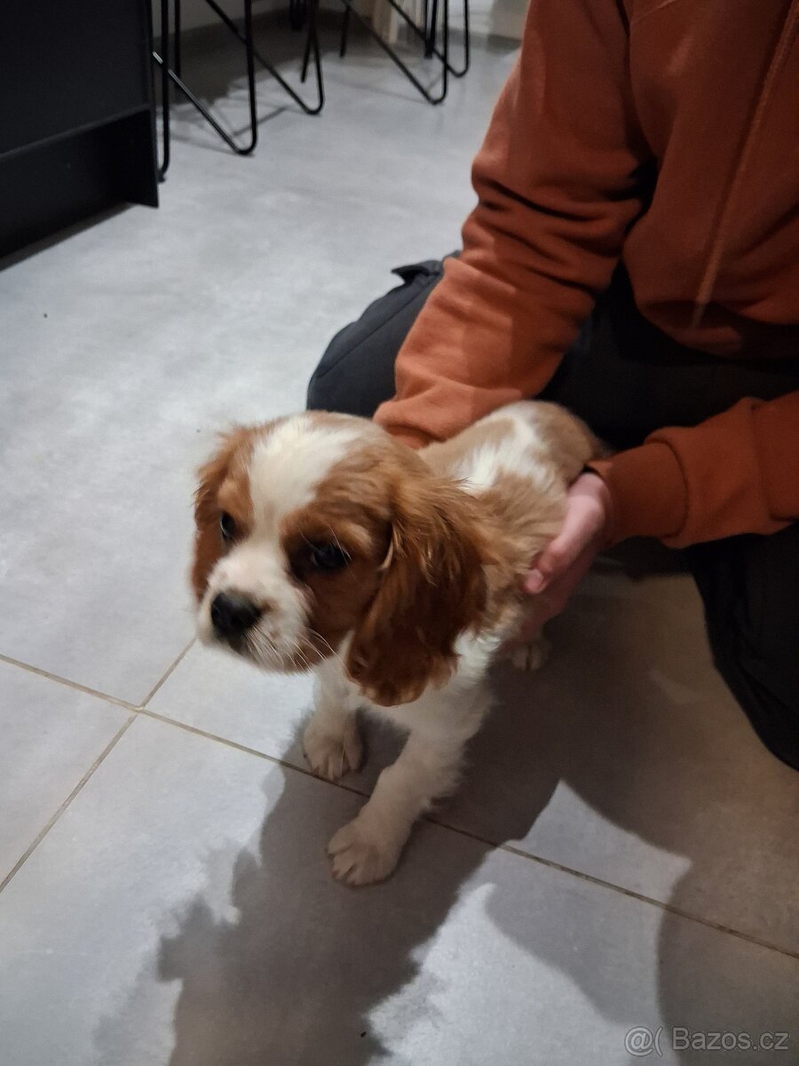 kavalír king charles španěl - 4