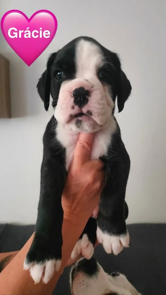 Štěňata německého boxera - 4