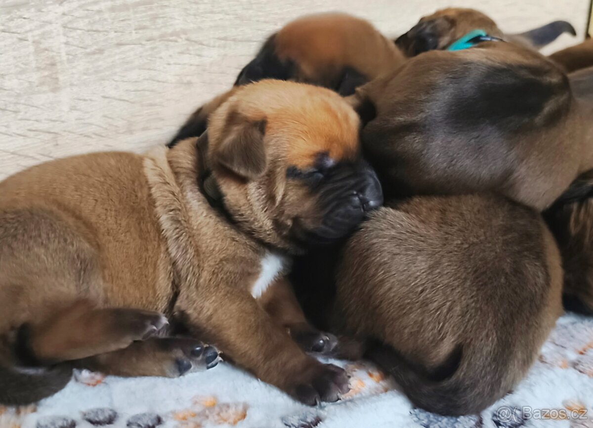 TOSA INU s PP (FCI) - 4