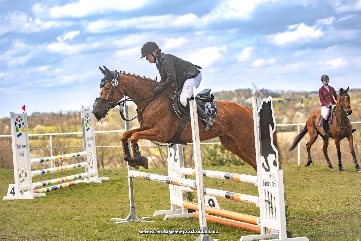 Prodám čtyřletou klisnu A1/1 - 4