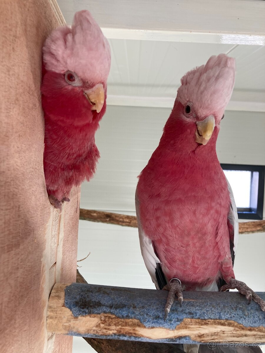 Kakadu ružový - 4